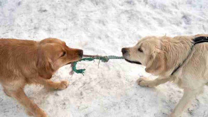 Two golden retrievers energetically play tug of war on snow-covered ground, showcasing winter fun., tags: und - pexel