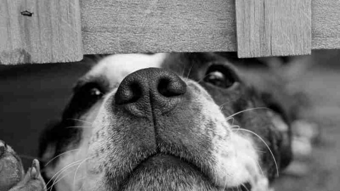 dog pet, tags: hunde - images.pexels.com