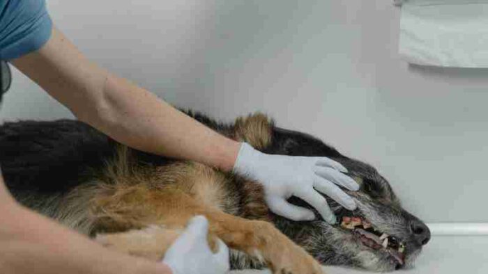 Veterinarian checking a German Shepherd's health during a clinic visit indoors., tags: subtile anzeichen von bei - pexel