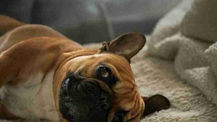 Cute French Bulldog lying on a plush blanket, basking in comfort and warmth., tags: bei hunden ernste – - pexel