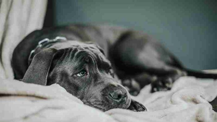 A sad-looking dog lying on a soft beige blanket. Close-up view with a neutral tone., tags: als - pexel