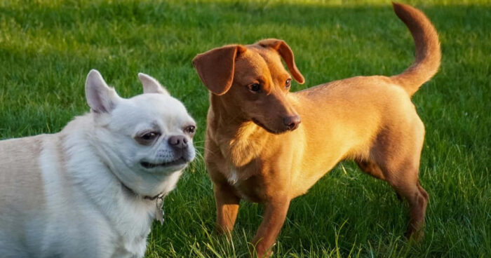 Lebensphasen- und rassespezifische Ernährung für gesunde Hunde